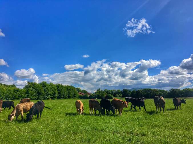 FullSizeRender 3.jpg